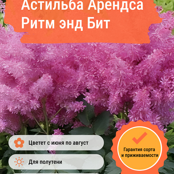 Астильба Арендса Ритм энд Бит фото 1 